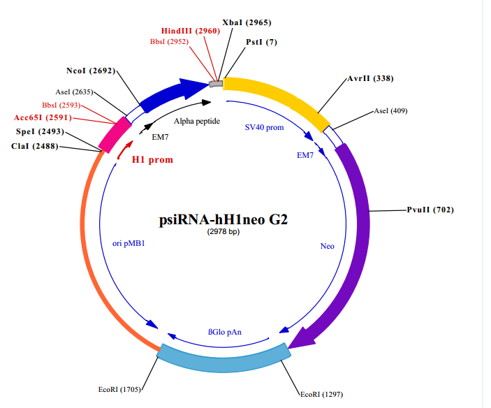 psiRNA-hH1neo G2载体图谱